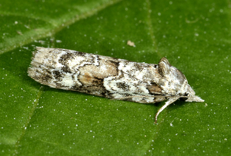 Nycteola degenerana - Nolidae